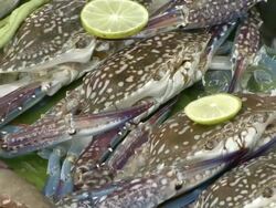 CU ZO Shot of pile of fresh sea food and vegetable / Sihanoukville, Cambodia Stock Footage