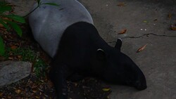 tapir Stock Footage
