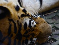 Tiger sleep Stock Footage