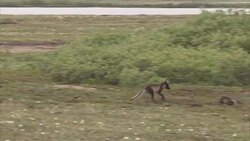 Arctic fox, (Vulpes lagopus) family in summer, Churchill, Manitoba, Canada Stock Footage