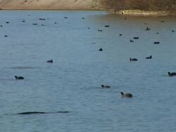 Wild ducks swimming in river Stock Footage