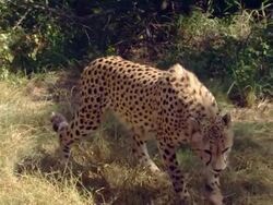 MS HA TS SLO MO Shot of Cheetah walking and lying down next to another, Pilanesberg Game Reserve / North West Province, South Africa Stock Footage