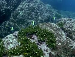 MS Moorish Idols swimming over reef / Guanacaste, Costa Rica Stock Footage