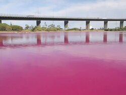 WS View of bright red algal bloom near Westgate Bridge, Yarra River / Melbourne, Victoria, Australia Stock Footage