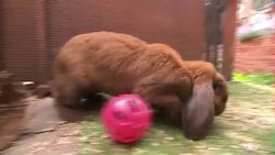 Pet rabbits in hutches and an enclosure News Clip