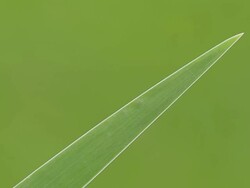 MS Shot of Ladybug climbing grass and fly away / Bad Windsheim, Bavaria, Germany  Stock Footage