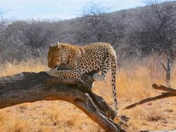 MS Shot of leopard eating at bush camp on safari at Africat Foundation to help animals / Okonjima Private Reserve, Namibia, South Africa Stock Footage
