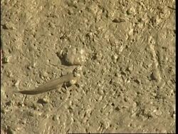 Asia's first artificial wetland park opens in Hong Kong News Clip