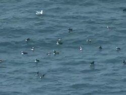 Atlantic Puffins (Fratercula arctica) floating offshore Skomer Stock Footage