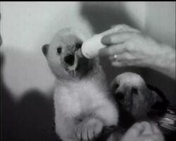 TWIN CUBS - News Clip