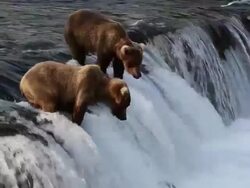 MS Brown bears at Brooks Falls, front bear slapping water and salmon jumping / Alaska, United States Stock Footage