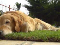 HD SUPER SLOW-MO: Golden Retriever Sleeping In Grass Stock Footage