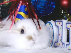 funny white rabbit and the new year Stock Footage