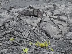 Old lava flow in Hawaii Stock Footage