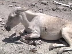 Wounded donkey in Gaza after airstrike News Clip