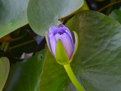 Purple waterlily blooming timelapse Stock Footage