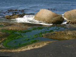 HD 1080i The Boulders at Simonstown South Africa 4 Stock Footage