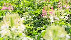 HD Panning: White flowers that bloom in the garden. Stock Footage