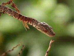 Tree Boa Stock Footage