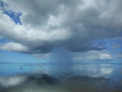Rain and dogs Stock Footage