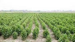 Fresh Cotton Field Stock Footage