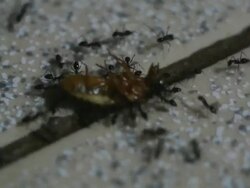 Dead Cockroach and hunting ant Stock Footage