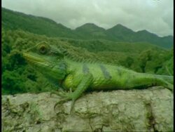 CU Common Garden Lizard, Calotes versicolor, on branch, mountain landscape in background, Western Ghats, India Stock Footage