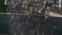 VOICED: Aceite de oliva: andaluces preocupados News Clip