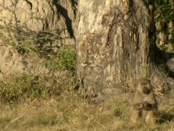 MS Shot of chacma baboons using twigs to eat termites / Okavango Delta, North-West District, Botswana Stock Footage