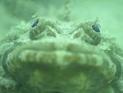 Crocodile Fish, Cymbacephalus beauforti, camouflaged on seabed, Kapalai, Sipadan, Borneo Stock Footage