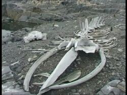 MS Whale bones on rocky shore, Antarctica Stock Footage