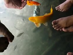 Fish in water Stock Footage