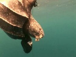 Leatherback turtle (Dermochelys coriacea) caught on hunters rope, zoom in to head, Kei Islands, Indonesia Stock Footage