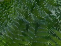 FERN : quadrilateral (LOOP) Stock Footage