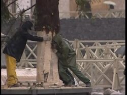 Austrian Christmas tree installed in St. Peter's Square News Clip