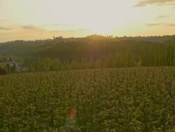 AERIAL Apple orchard in the sunrise Stock Footage