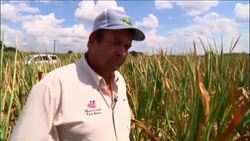 The nation's widest drought in decades is spreading, with more than half of the continental United States now in some stage of drought and most of the rest enduring abnormally dry conditions. News Clip