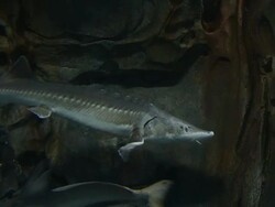 Sturgeon fish Stock Footage