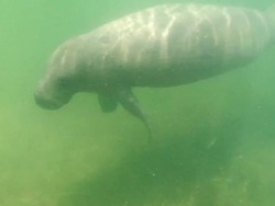 MS Shot of manatee swims under water/ Abergris Caye, Belize, Belize Stock Footage