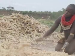 Woman beating corn Stock Footage