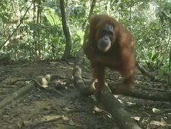 MS Orang utan standing / Bukit Lawang, North Sumatra, Indonesia Stock Footage