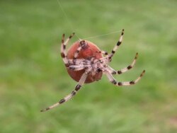 HD: spider Stock Footage