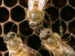CU High angle 2 Honey Bees (Apis mellifera) communicate by touching antennae, England Stock Footage