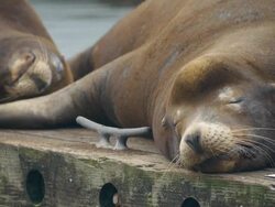 Sea Lions at the Oregon coast Stock Footage