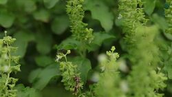 sweet basil flower with a Insect. Stock Footage
