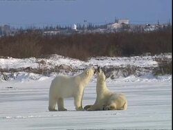 Polar bears (Ursus maritimus) play fighting, near Churchill, Manitoba, Canada Stock Footage