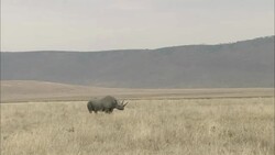 A lone rhinoceros stands on a savanna. Stock Footage