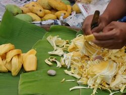 Hand knives with jackfruit seeds. Stock Footage
