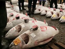 MS Tuna auction at  fish market / Tsukiji, Tokyo, Japan Stock Footage