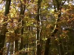 Autumnal deciduous forest Stock Footage